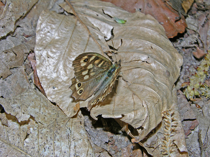 Pararge aegeria